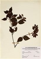 藏品(守城滿山紅)的圖片